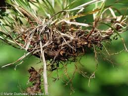 Attēlu rezultāti vaicājumam “Carex pilulifera”