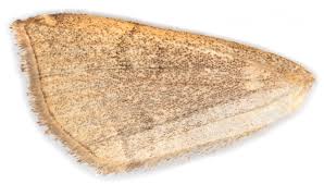 Attēlu rezultāti vaicājumam “Herminia tarsicrinalis”