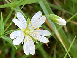 Attēlu rezultāti vaicājumam “Stellaria holostea fruit”