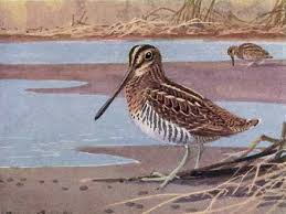 Attēlu rezultāti vaicājumam “Gallinago gallinago eggs”