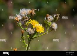 Attēlu rezultāti vaicājumam “Hieracium laevigatum”