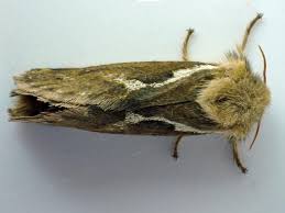 Attēlu rezultāti vaicājumam “Hepialus lupulinus”