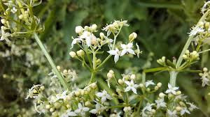 Attēlu rezultāti vaicājumam “Galium album flower”