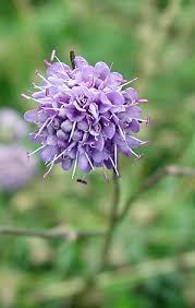 Attēlu rezultāti vaicājumam “Succisa pratensis bud”