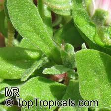 Image result for Mesembryanthemum criniflorum