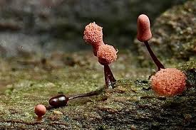 Attēlu rezultāti vaicājumam “Craterium aureum”