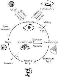Attēlu rezultāti vaicājumam “Physarum luteolum spores”