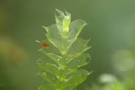 Attēlu rezultāti vaicājumam “Lophocolea coadunata”