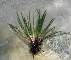 Attēlu rezultāti vaicājumam “Isoetes lacustris”