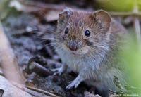 Attēlu rezultāti vaicājumam “Myodes glareolus”