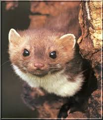 Attēlu rezultāti vaicājumam “Martes foina”