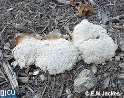 Attēlu rezultāti vaicājumam “Fuligo laevis”