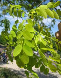 Attēlu rezultāti vaicājumam “Robinia pseudoacacia fruit”