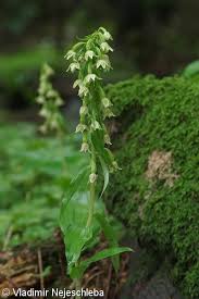 Attēlu rezultāti vaicājumam “Epipactis helleborine fruit”