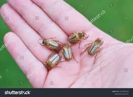 Attēlu rezultāti vaicājumam “Amphimallon solstitiale imago”