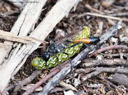 Attēlu rezultāti vaicājumam “Anarta myrtilli larva”