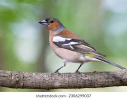 Attēlu rezultāti vaicājumam “Fringilla coelebs”