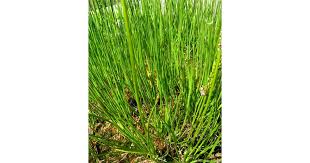 Attēlu rezultāti vaicājumam “Triglochin maritimum”