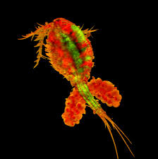 Attēlu rezultāti vaicājumam “Copepoda”