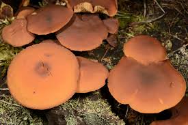 Attēlu rezultāti vaicājumam “Gymnopilus picreus”