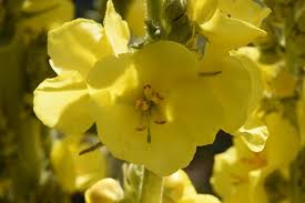 Image result for Verbascum densiflorum
