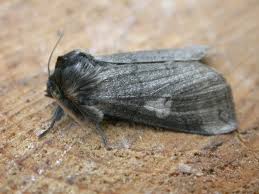 Attēlu rezultāti vaicājumam “Tethea or”