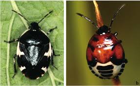 Attēlu rezultāti vaicājumam “Tritomegas bicolor”