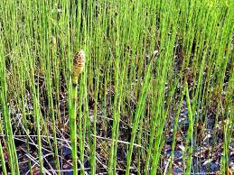 Attēlu rezultāti vaicājumam “Jungermanniopsida”