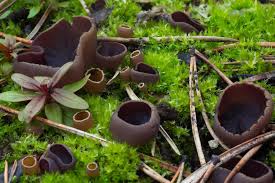 Attēlu rezultāti vaicājumam “Peziza badia”