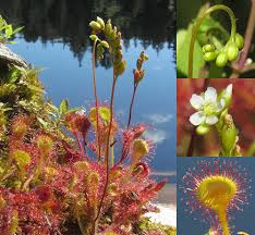 Attēlu rezultāti vaicājumam “Drosera rotundifolia flower”