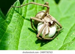 Attēlu rezultāti vaicājumam “Pisaura mirabilis cocoon”