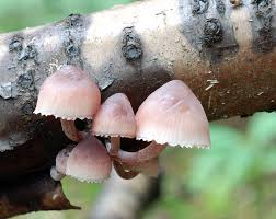 Attēlu rezultāti vaicājumam “Mycena haematopus”