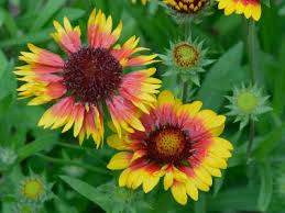 Image result for Gaillardia pulchella