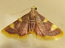 Attēlu rezultāti vaicājumam “Hypsopygia costalis”