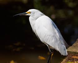 Image result for Egretta thula
