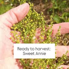 Image result for Artemisia annua