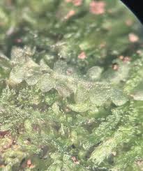 Attēlu rezultāti vaicājumam “Calypogeia”