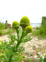 Attēlu rezultāti vaicājumam “Matricaria discoidea flower”