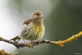 Attēlu rezultāti vaicājumam “Chloris chloris female”
