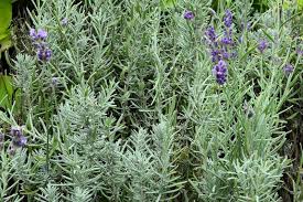 Attēlu rezultāti vaicājumam “Lavandula angustifolia leaf”