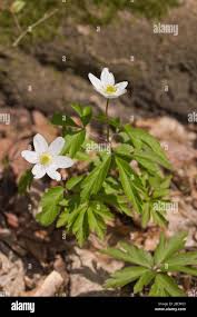Attēlu rezultāti vaicājumam “Anemone nemorosa bud”