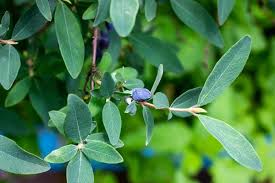 Attēlu rezultāti vaicājumam “Lonicera caerulea var. pallasii”