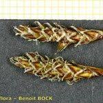 Attēlu rezultāti vaicājumam “Carex dioica fruit”