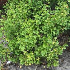 Attēlu rezultāti vaicājumam “Ribes alpinum”