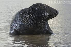 Attēlu rezultāti vaicājumam “Halichoerus grypus”