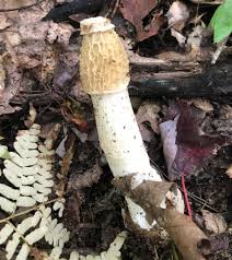 Attēlu rezultāti vaicājumam “Phallus impudicus”