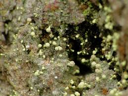 Attēlu rezultāti vaicājumam “Chaenotheca brachypoda”