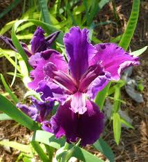 Attēlu rezultāti vaicājumam “Iris rosenbachiana”