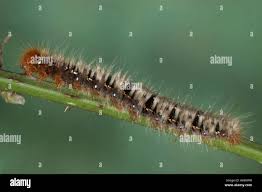 Attēlu rezultāti vaicājumam “Lasiocampa quercus larva”