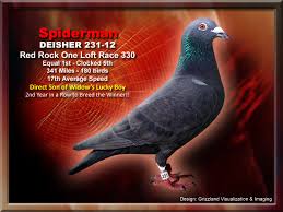 Image result for Meridian Racing Pigeon Lofts